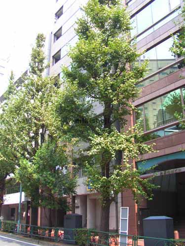 ふじたビル 外観