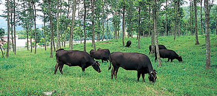 激化する動物医薬品業界のビジネス環境